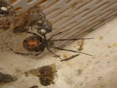 red back spider