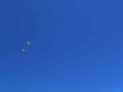 des pelicans !
