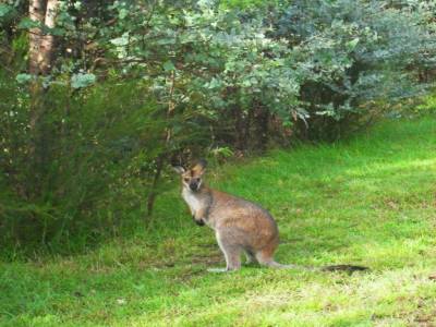 un wallaby !