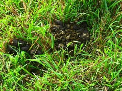 des crottes de kangourous !