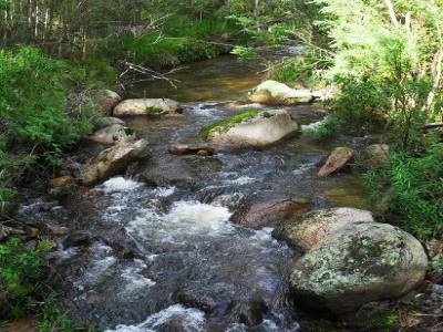 alors la, y'aurait du y avoir des koalas, mais on en a pas trouve, alors on met une photo de la riviere a la place