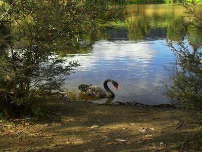 un signe noir... c'est un cygne !