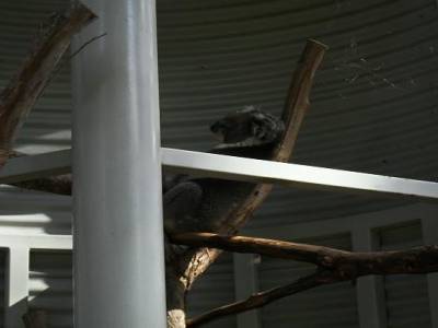 koala = sieste en australien