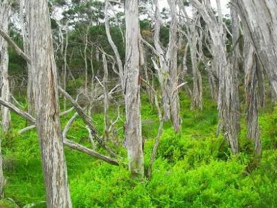 la mangrove