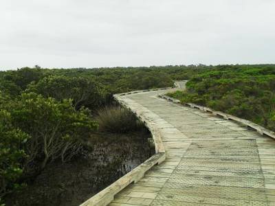 le chemin de la mangrove, qui ne finit jamais...