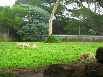 des dingos !