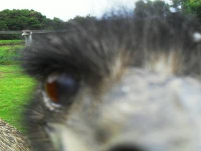 un emeu ! j'aime pas leur regard...on dirait Stumpi
