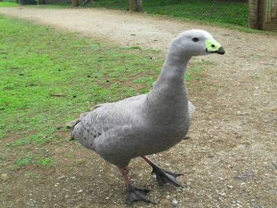 une oie au bec fluo