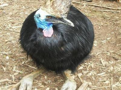 c'est un casoar a casque !