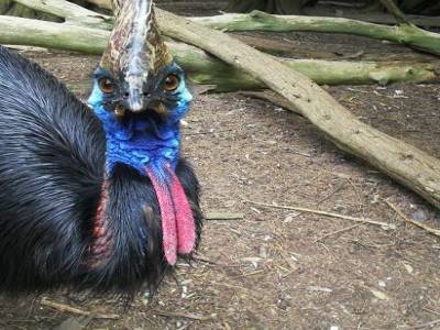 l'intensite de son regard n'a d'egale que la resplendissance de sa glotte