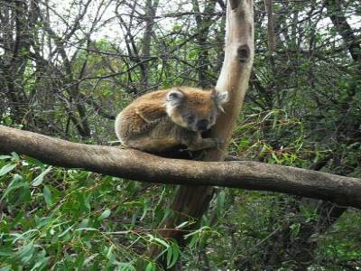 un koala, amorphe, normal