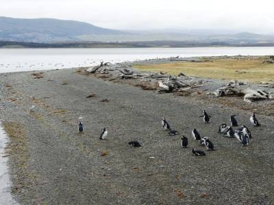 Des pinguoins, Cnal de Beagle