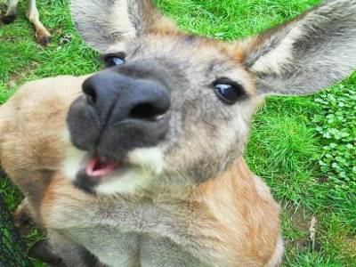 Un kangourou, c un melange de lapin et de biche!!!! 