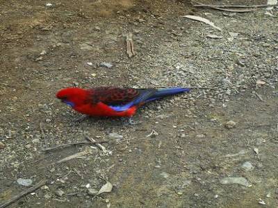 l'oiseau rouge de honte