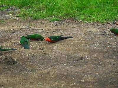 l'oiseau vert de terre
