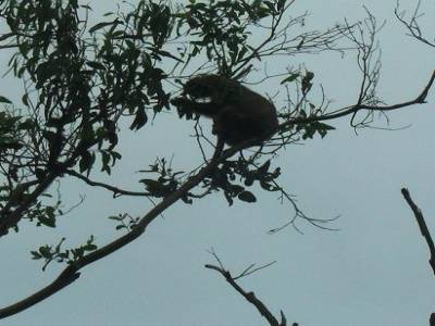 le koala en pleine action !