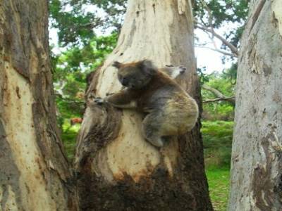 le premier koala vu de pres !