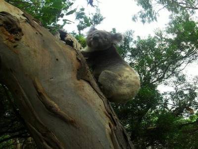 tu fais koala ?