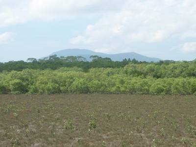 Mangrove