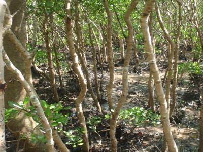 Mangrove