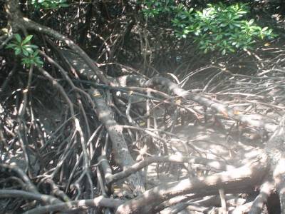 Mangrove