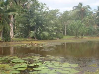 Botanic garden