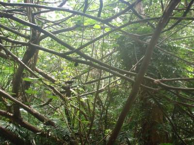 Botanic garden