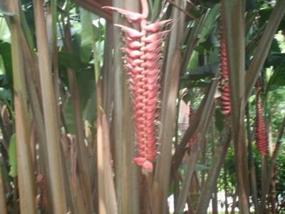 Botanic garden