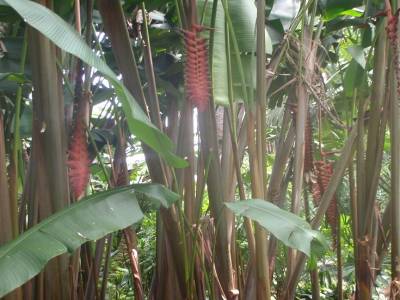 Botanic garden