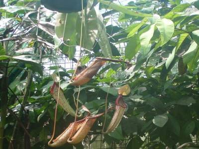 Botanic garden