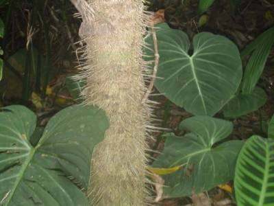 Botanic garden