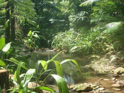 Botanic garden
