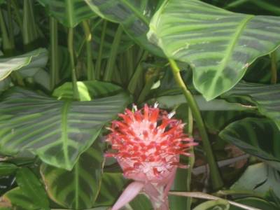 Botanic garden