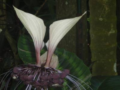 Botanic garden