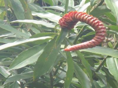 Botanic garden