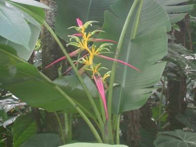 Botanic garden