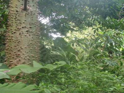 Botanic garden