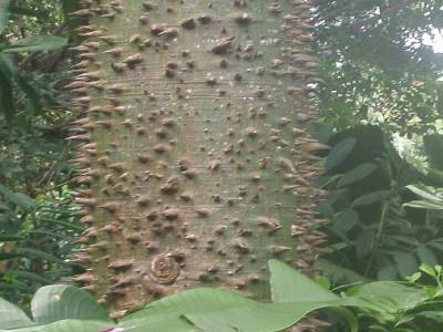 Botanic garden