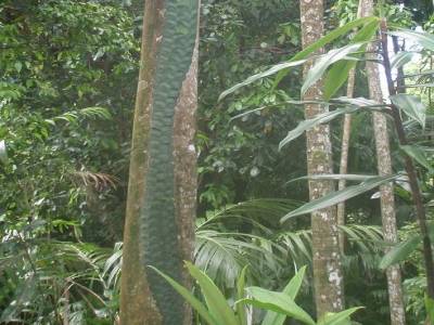 Botanic garden