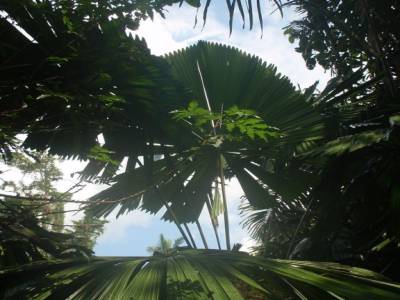 Botanic garden