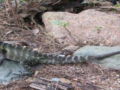 Guana