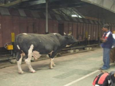 VACHE 1