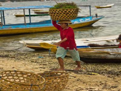 Récolte des algues sur l'île de Lembongan