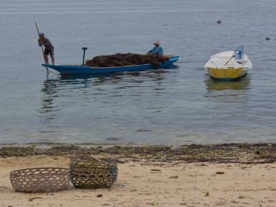 Retour des algues par bateau