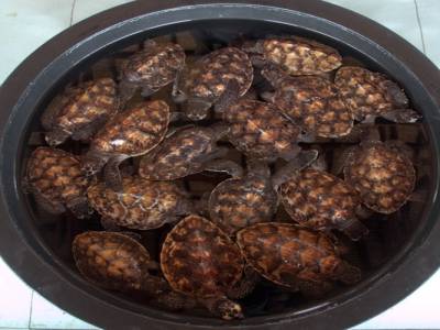 Qui veut une tortue?