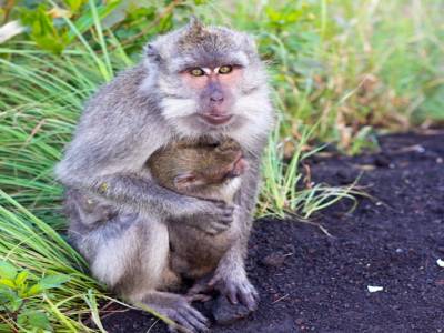 Rencontre avec des singes