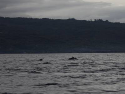 Rencontre avec des dauphins