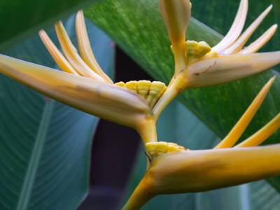 Nous y étions en pleine période de floraison