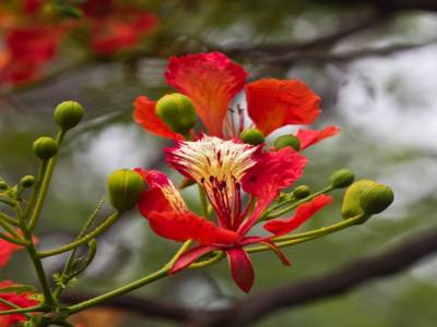 En pleine floraison