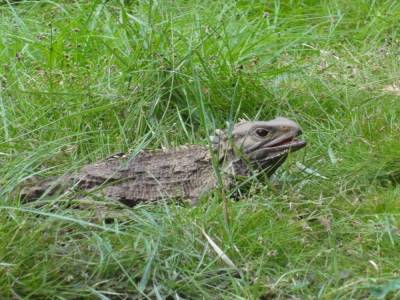 Ceci n'est pas un lézard mais un sphénodon